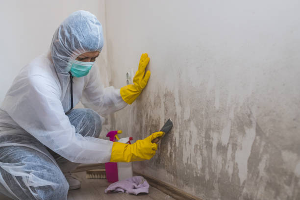 Mold Removal and Inspection in Shepherdstown, WV