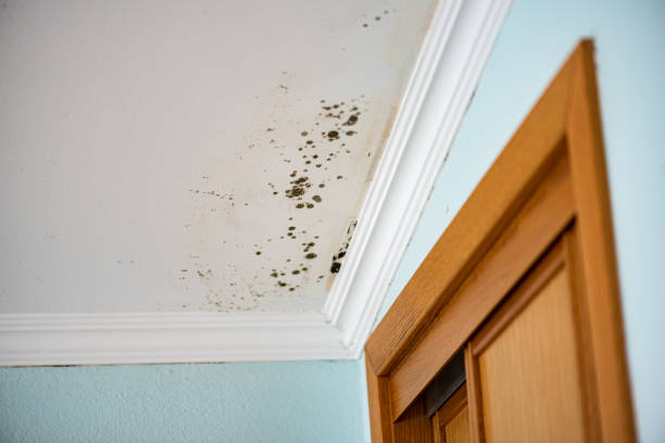 Mold Removal Process in Shepherdstown, WV