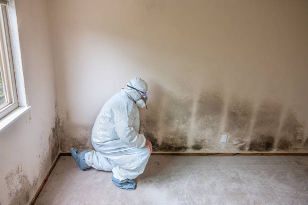 Best Crawl Space Mold Removal  in Shepherdstown, WV