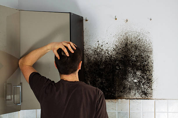 Best Residential Mold Removal  in Shepherdstown, WV