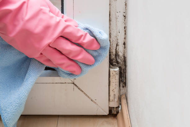 Best Affordable Mold Removal  in Shepherdstown, WV