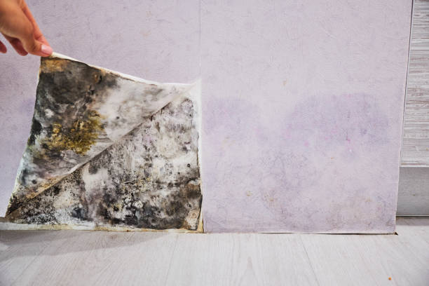 Best Mold Damage Repair  in Shepherdstown, WV